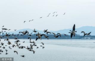 山西长治：数千鸬鹚聚集漳泽湖湿地