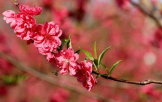 柳州举办桃花节活动 吸引众多游客赏花拍照