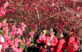 柳州举办桃花节活动 吸引众多游客赏花拍照