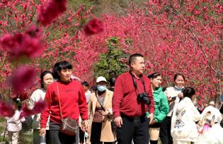 柳州举办桃花节活动 吸引众多游客赏花拍照