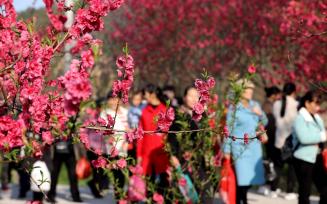 柳州举办桃花节活动 吸引众多游客赏花拍照