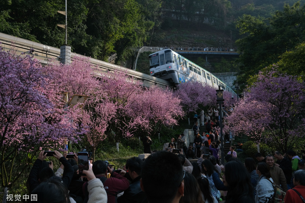 
浙江省中医院黄牛代挂号电话票贩子号贩子网上预约挂号,住院检查加快,重庆：“开往春天的列车”穿行大面积美人梅