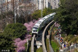 重庆：“开往春天的列车”穿行大面积美人梅