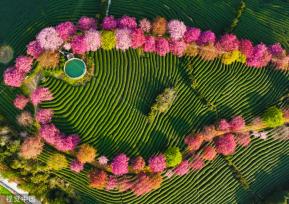 福建漳平：永福樱花迎来最佳观赏期 粉嫩渐变犹如串珠链洒落满园