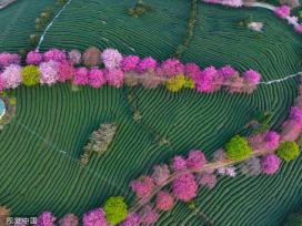 福建漳平：永福樱花迎来最佳观赏期 粉嫩渐变犹如串珠链洒落满园