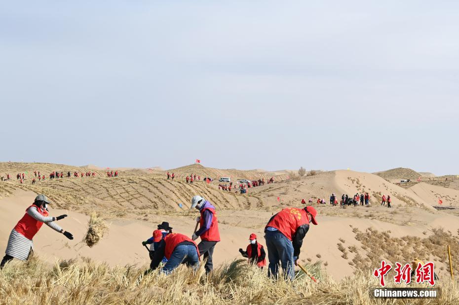 甘肃凉州千人编织“草方格地毯”压沙