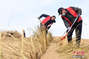 甘肃凉州千人编织“草方格地毯”压沙