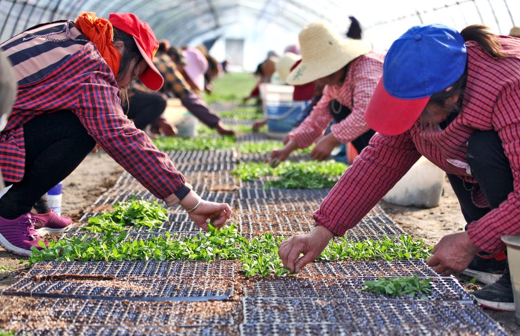 江西永丰：甜叶菊种出致富路 助推乡村振兴