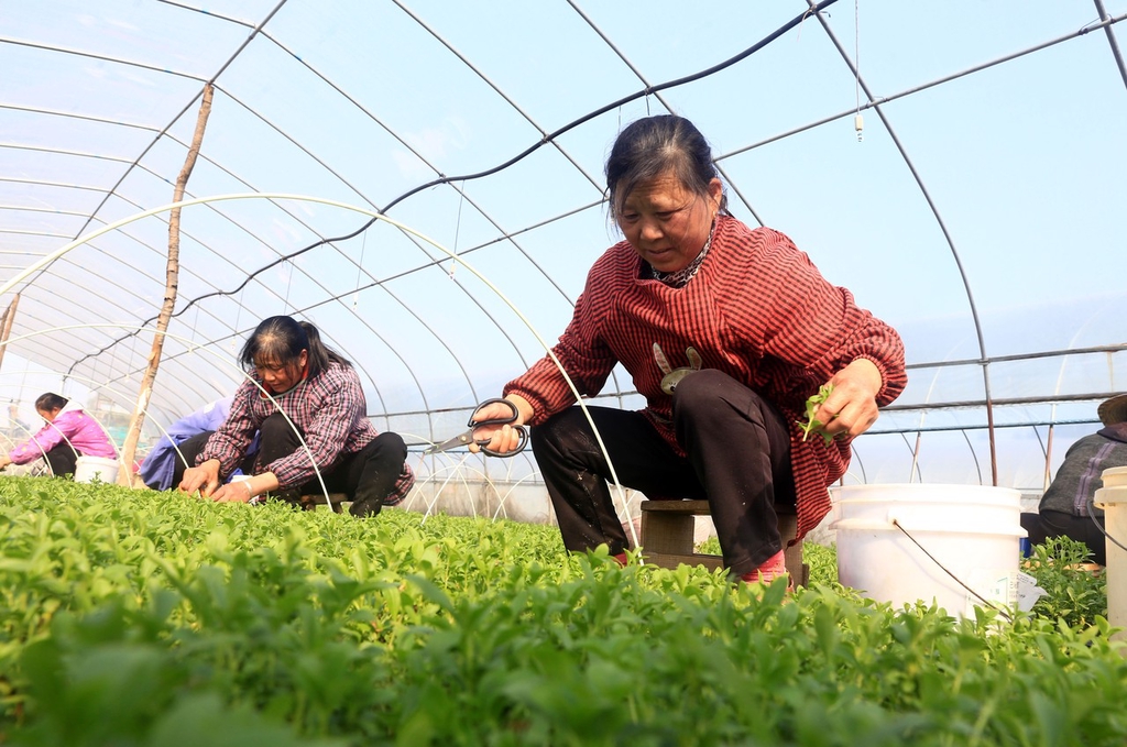 江西永丰：甜叶菊种出致富路 助推乡村振兴