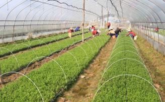 江西永丰：甜叶菊种出致富路 助推乡村振兴