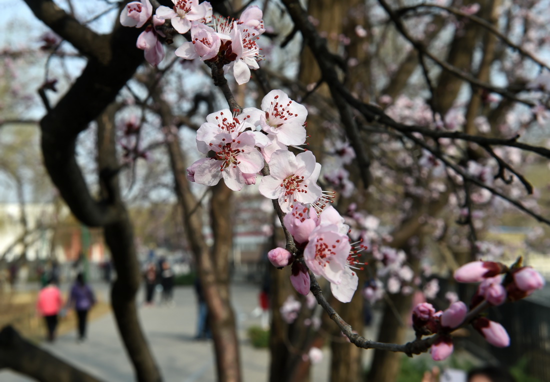 北京：山桃花盛开玉渊潭