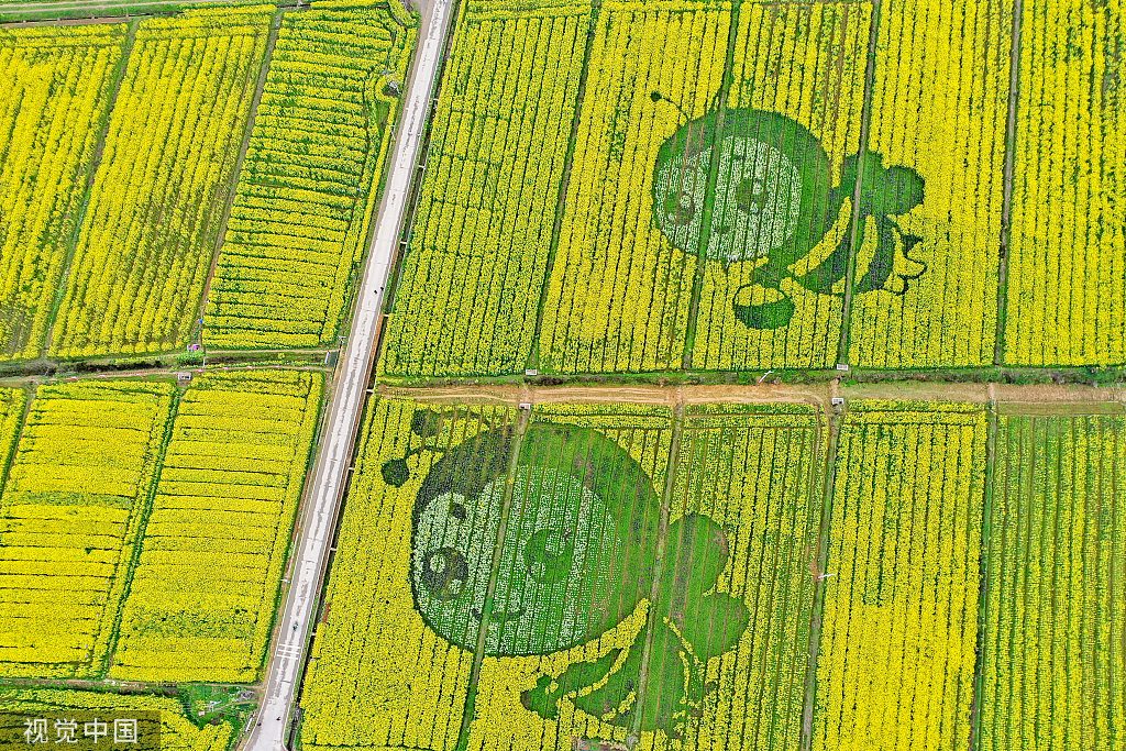 湖南衡阳：乡村举行油菜花节 游客赏金黄花海