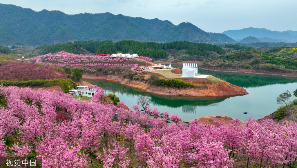 浙江淳安粉色樱花海与金黄油菜花隔湖“对望”