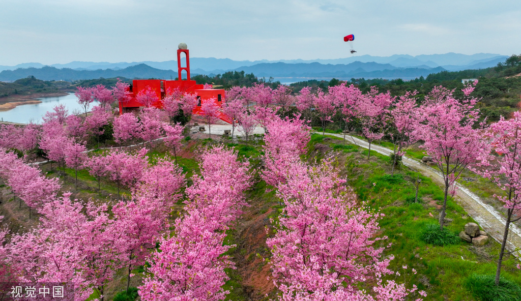 浙江淳安粉色樱花海与金黄油菜花隔湖“对望”