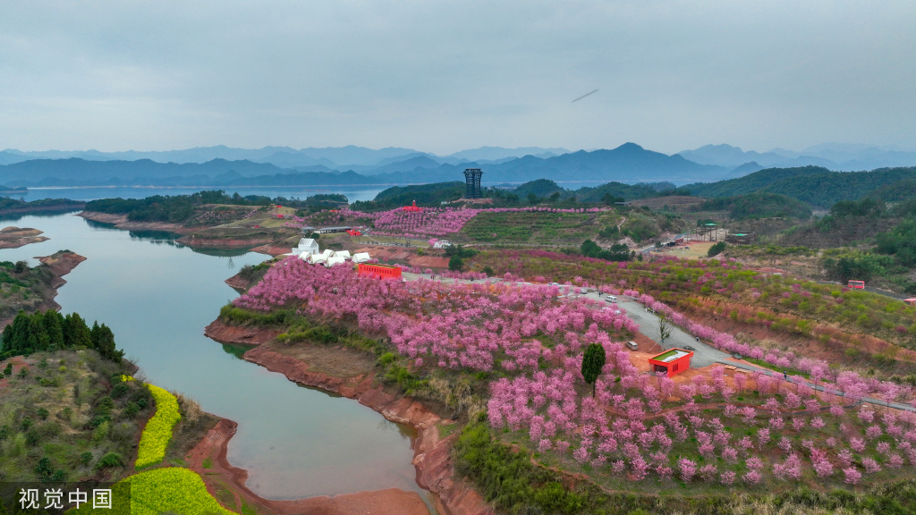 浙江淳安粉色樱花海与金黄油菜花隔湖“对望”