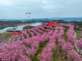 浙江淳安粉色樱花海与金黄油菜花隔湖“对望”