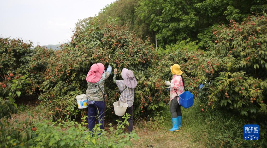 海南乐东：“桂花香”荔枝抢鲜上市