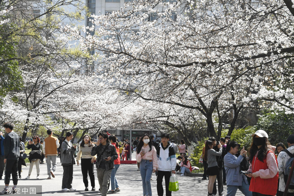 南京林业大学樱花盛开 明起面向社会公众开放