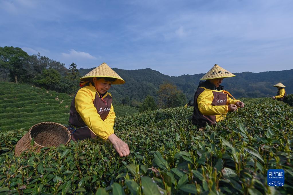 西湖龙井茶正式开采