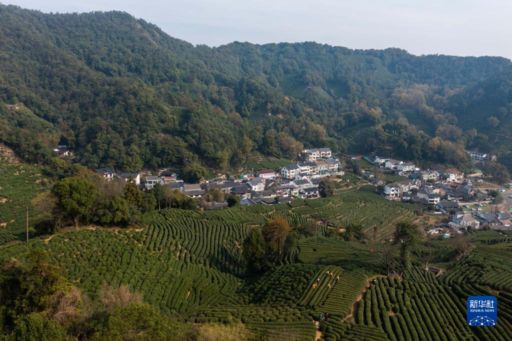 西湖龙井茶正式开采