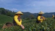 西湖龙井茶正式开采