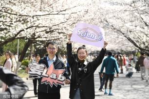 南京林业大学樱花盛开 明起面向社会公众开放