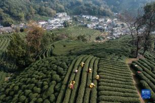 西湖龙井茶正式开采