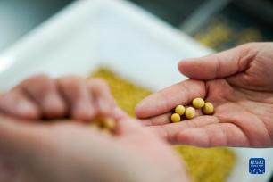 用科技力量筑牢“中国粮仓”