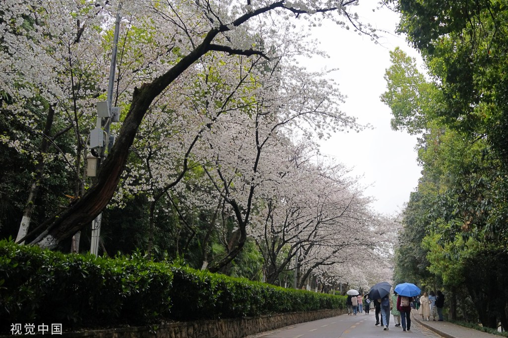 
广州中山三医院黄牛代挂号电话票贩子号贩子网上预约挂号,住院检查加快,武汉大学樱花盛放 游人雨中赏樱兴致盎然