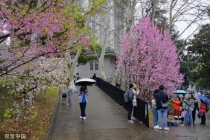 武汉大学樱花盛放 游人雨中赏樱兴致盎然