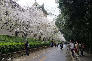 武汉大学樱花盛放 游人雨中赏樱兴致盎然