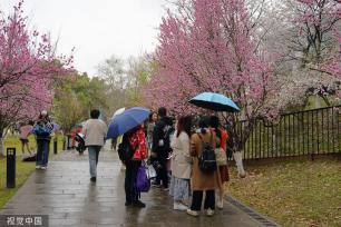 武汉大学樱花盛放 游人雨中赏樱兴致盎然