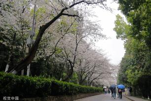 武汉大学樱花盛放 游人雨中赏樱兴致盎然