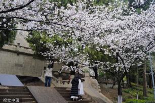 武汉大学樱花盛放 游人雨中赏樱兴致盎然