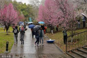 武汉大学樱花盛放 游人雨中赏樱兴致盎然