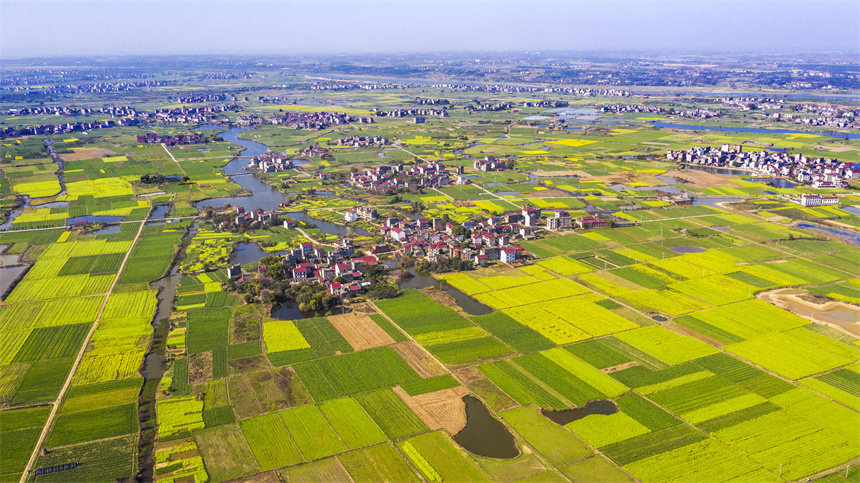 江西樟树：春日大地宛如“调色板 ”
