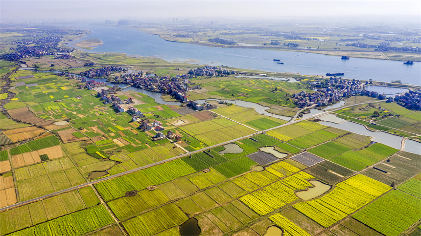 江西樟树：春日大地宛如“调色板 ”