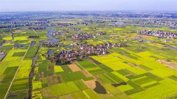 江西樟树：春日大地宛如“调色板 ”