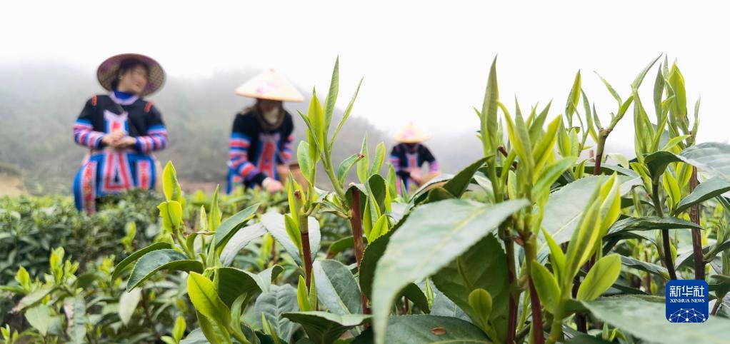 湖南常宁：茶香四溢