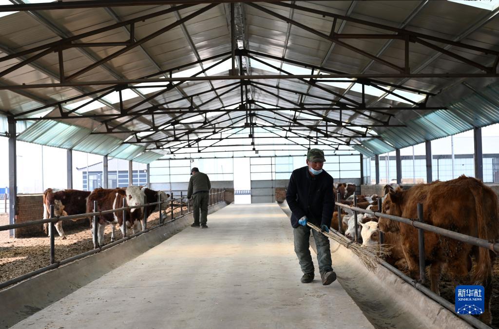 河北隆化：肉牛产业助农增收