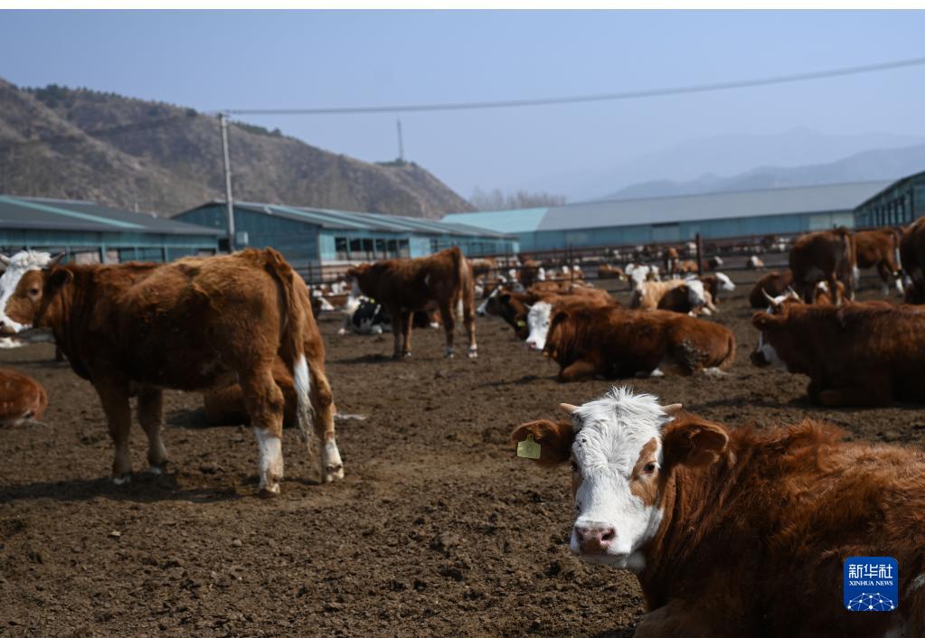 河北隆化：肉牛产业助农增收