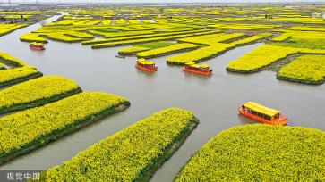 江苏泰州：兴化千岛菜花风景区油菜花盛放 游船穿行金色花海