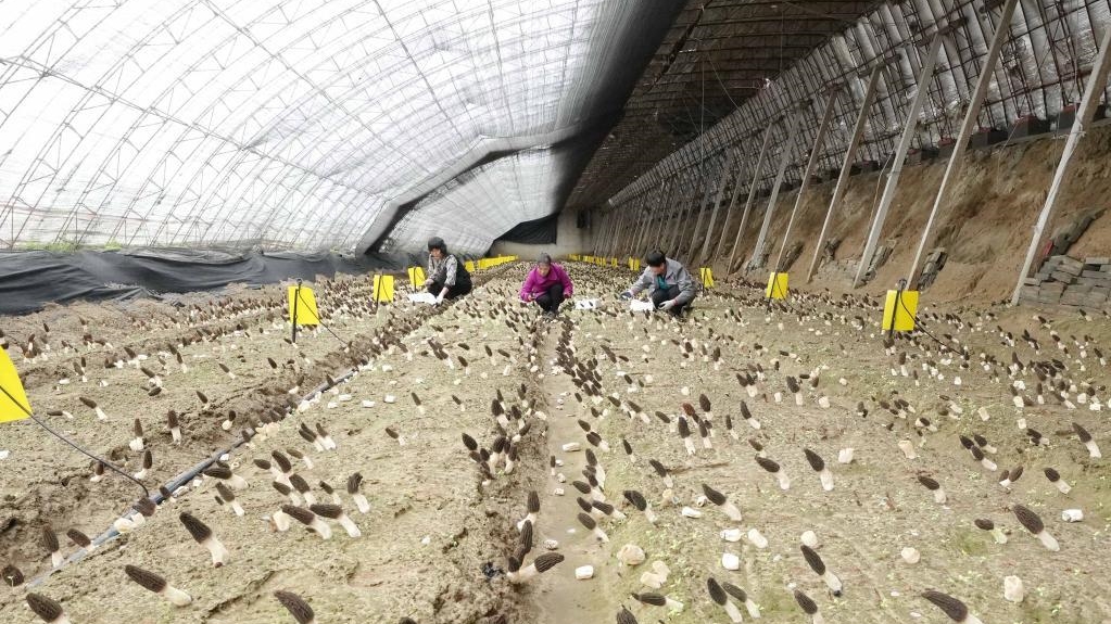 河北昌黎：食用菌产业促增收
