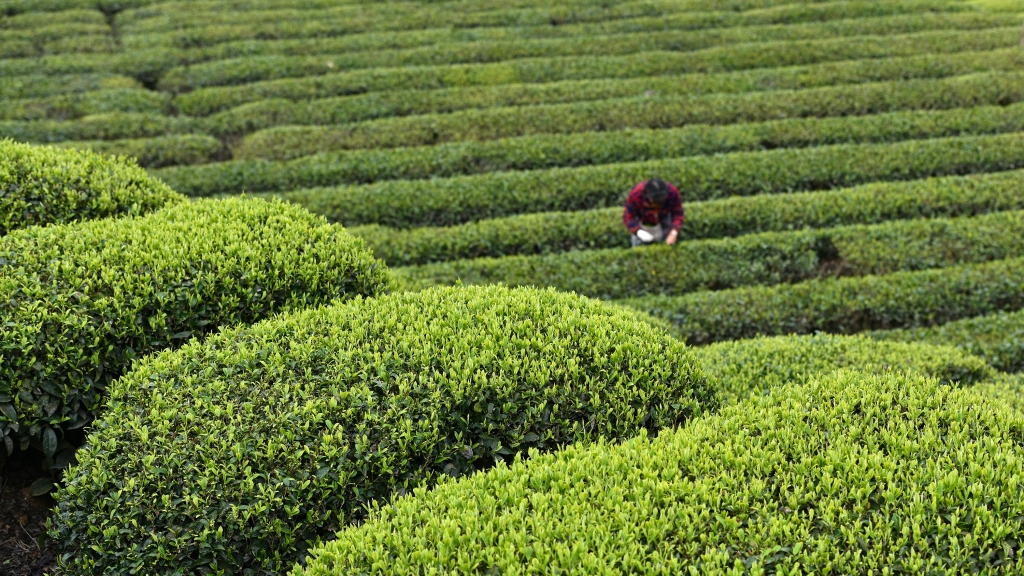 清明临近 三峡库区茶农忙采“明前茶”