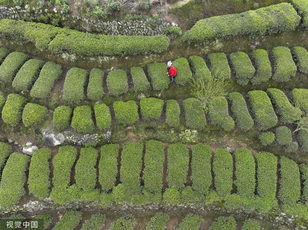 清明临近 三峡库区茶农忙采“明前茶”