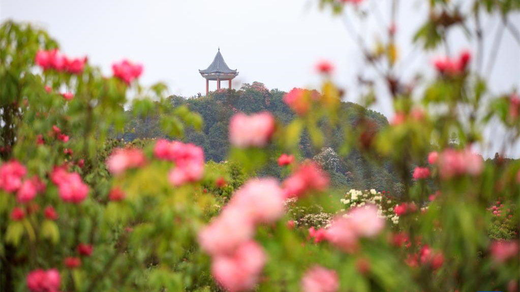 贵州：观百里杜鹃花海