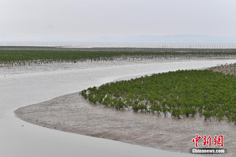 福建晋江：海滩上种出“海上森林”
