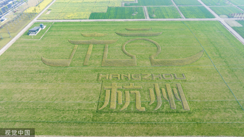 杭州亚运村周边油菜花盛开 组成“杭州”字样