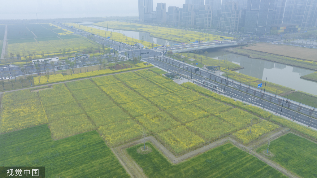 杭州亚运村周边油菜花盛开 组成“杭州”字样