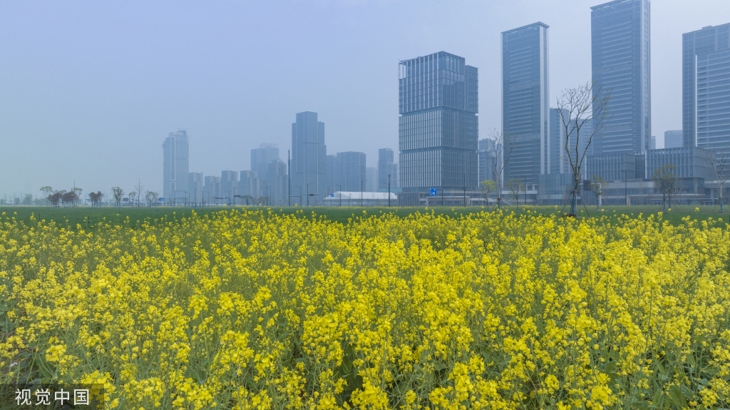杭州亚运村周边油菜花盛开 组成“杭州”字样